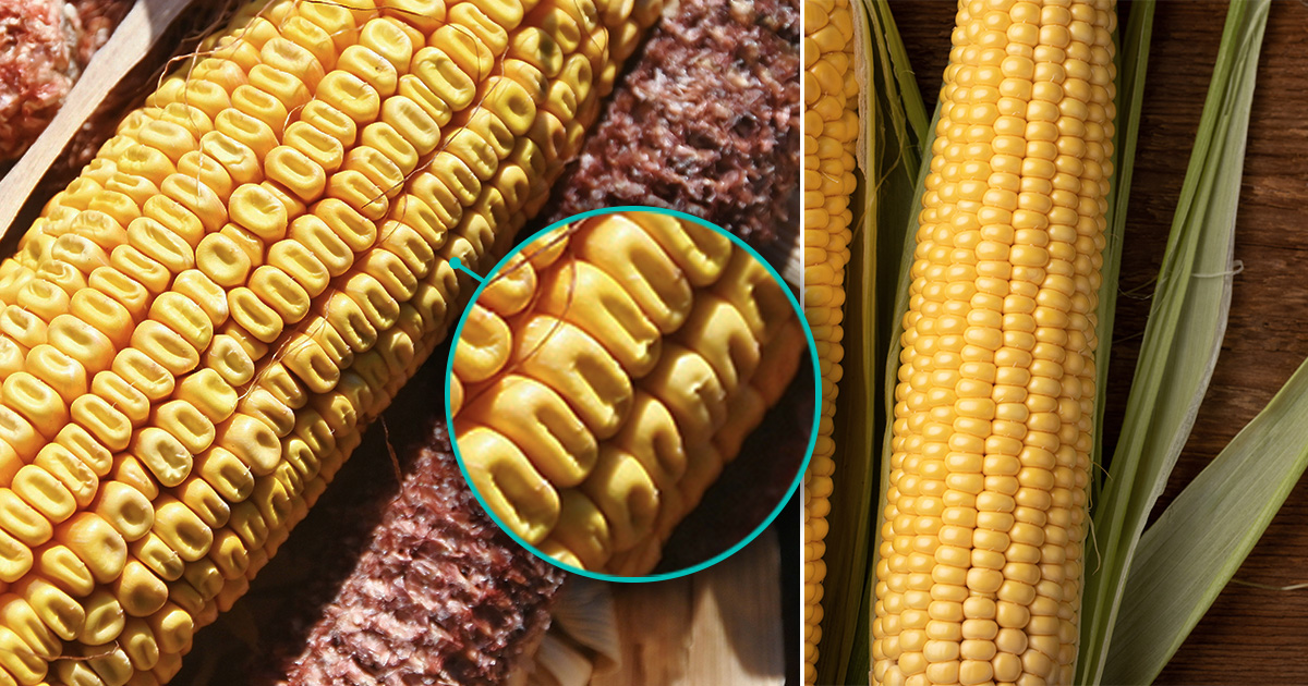 Dent corn vs dinner corn