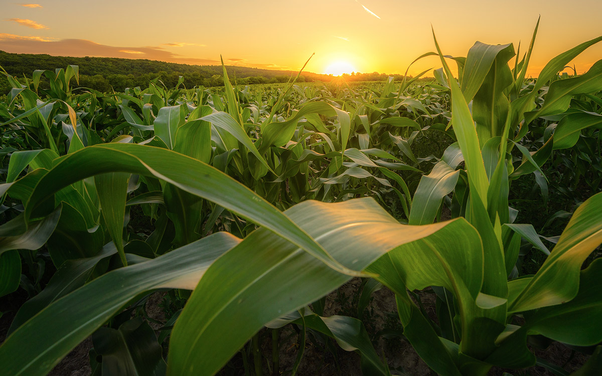 Field of corn at sunset