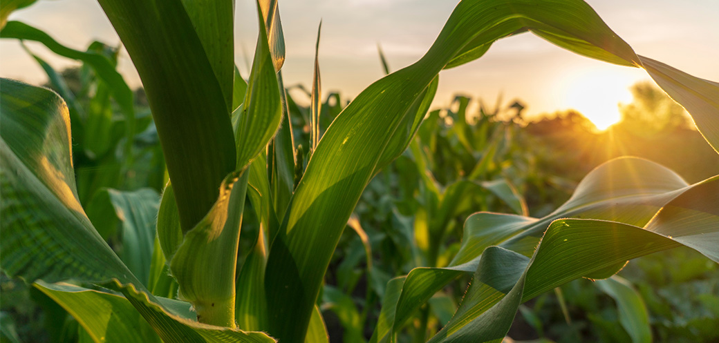 A pleasant field of corn